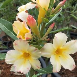 Adenium Plant 127