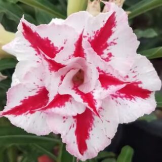 Adenium Plant 121