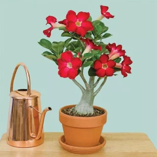 Adenium