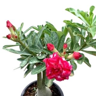 Adenium plant 92