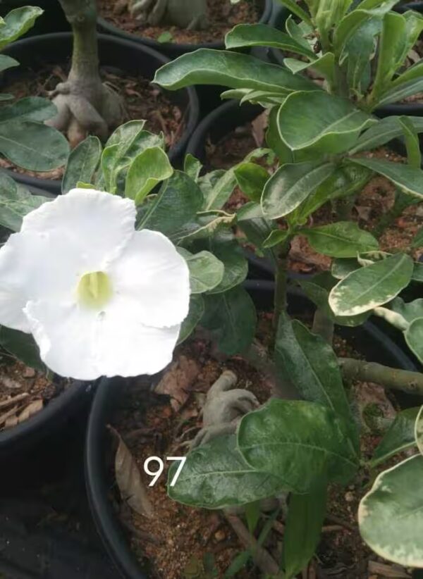 Adenium Plant 97