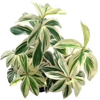 VARIEGATED PLANTS