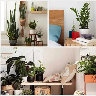 Plants By Location