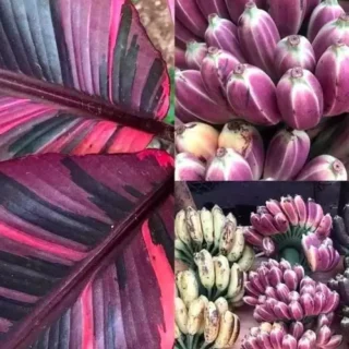 Banana Variegated
