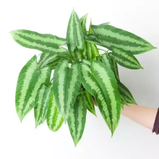 Schismatoglottis