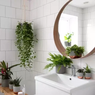 Restroom plants