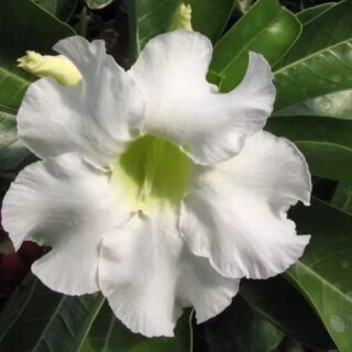 Adenium plant 97