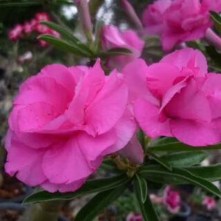 Adenium plant 100