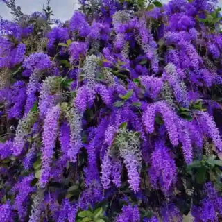 Petrea