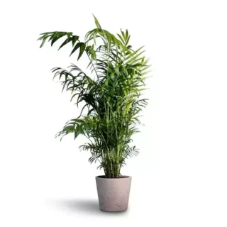 Palm