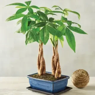 Plants By Variety