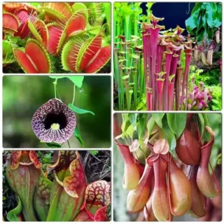 Carnivorous