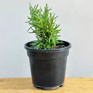 MEDICINAL PLANTS