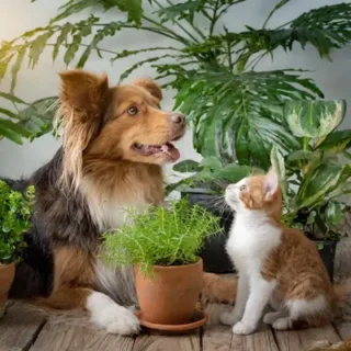 PET FRIENDLY PLANTS