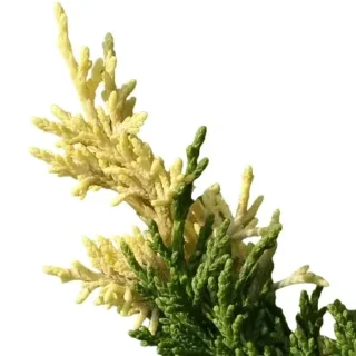 Pine