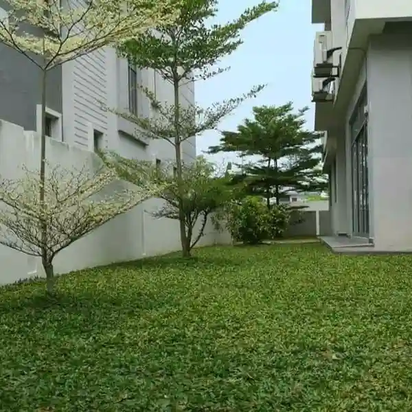 Pearl Grass