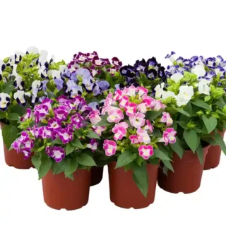 Torenia