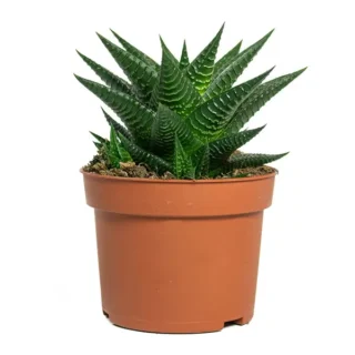 Haworthia
