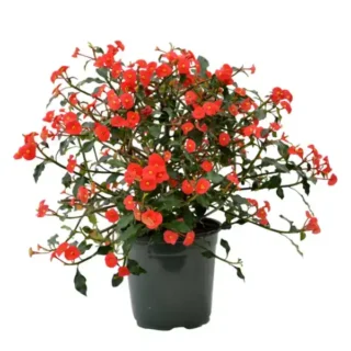 Euphorbia