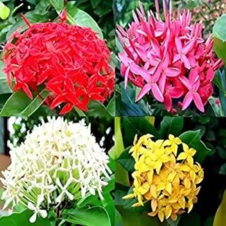 Ixora