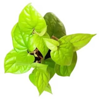 Betel Leaf Golden