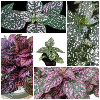 Polkadots 5 varieties plants