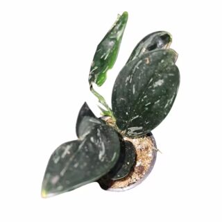 Scindapsus Treubii Dark Form Variegated