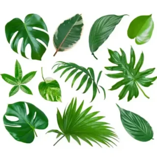 FOLIAGE PLANTS