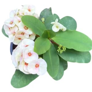 EUPHORBIA MILII E1