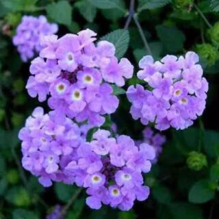 lantana purple