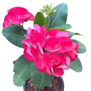 Euphorbia red