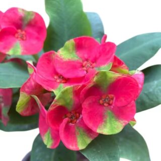 Euphorbia