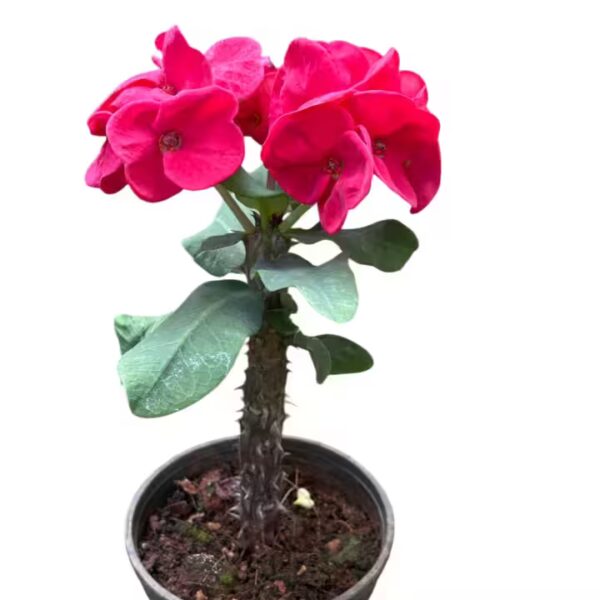 Crown Of Thorns Euphorbia Milii Lady Valentine- E2