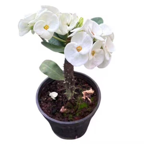 euphorbia milii crown of thorns E4
