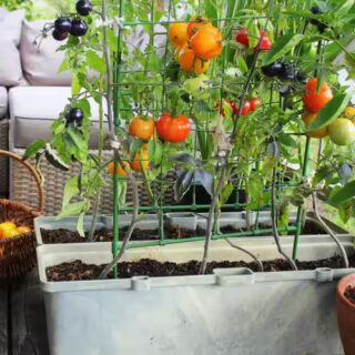 VEGITABLES