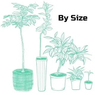 Plants By Size