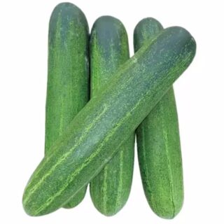 Cucumber seed