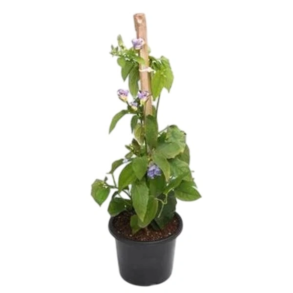 Thunbergia Grandiflora | Bengal Clockvine