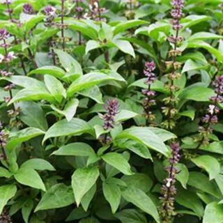 Thai basil plant