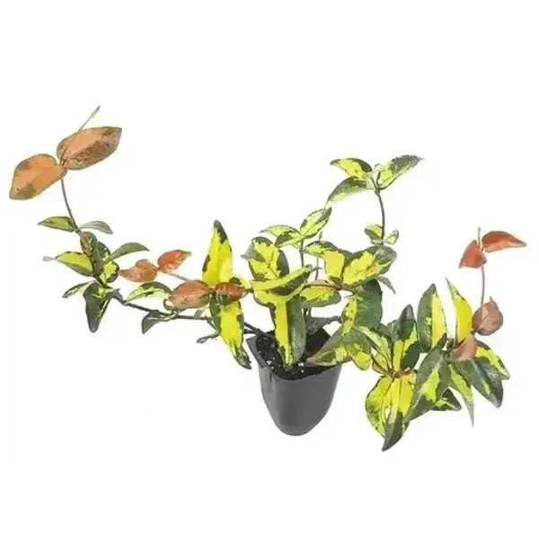 Trachelospermum Asiaticum ‘Summer Sunset’