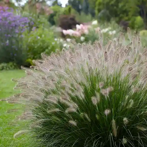 Dwarf Fountain Grass 'Hameln'