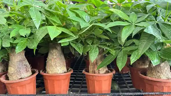 Pachira aquatica - Thick Trunk 