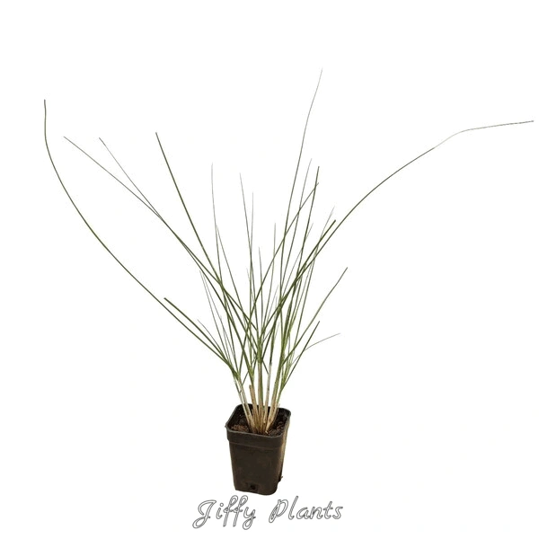 Dwarf Fountain Grass 'Hameln'