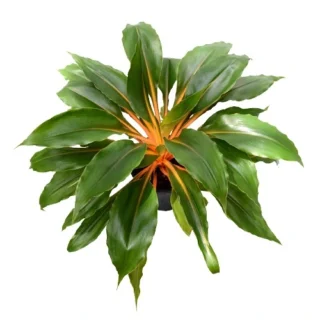 Chlorophytum orchidastrum