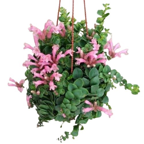 Pink Lipstick Plant (Aeschynanthus)