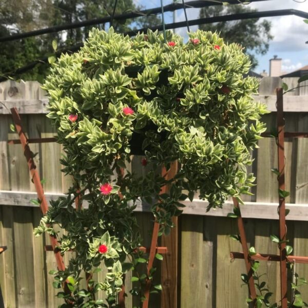 Baby Sunrose 'Variegated'(Heart leaf ice plant) - Image 6