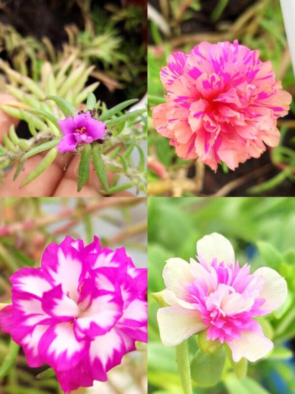 Portulaca, Purslanes, Table rose, Pathumani (Moss rose, moss rose purslane, Mexican rose, sun rose, rock rose, table rose)-  30 varietys Combo - Image 9