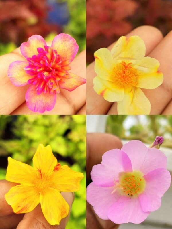 Portulaca, Purslanes, Table rose, Pathumani (Moss rose, moss rose purslane, Mexican rose, sun rose, rock rose, table rose)-  30 varietys Combo - Image 2