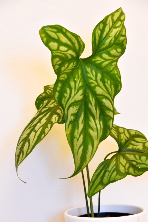 Cercestis Mirabilis - Rare - Image 2