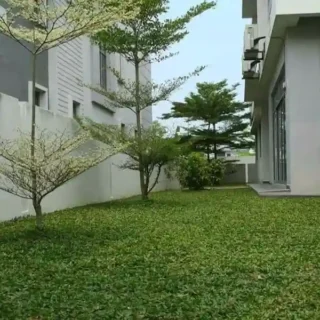Pearl Grass | Dichondra repens (Lawn)